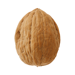 first walnut